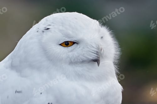 Preview: Snowy owl (Bubo scandiacus)