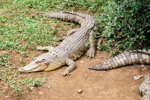 Preview: Crocodile