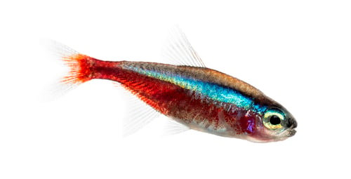 Preview: Side view of a cardinal tetra isolated on white