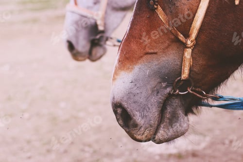 Preview: Hungry horses