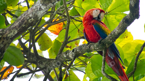 Preview: Scarlet Macaw, Corcovado National Park, Costa Rica