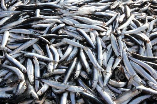 Preview: Anchovy