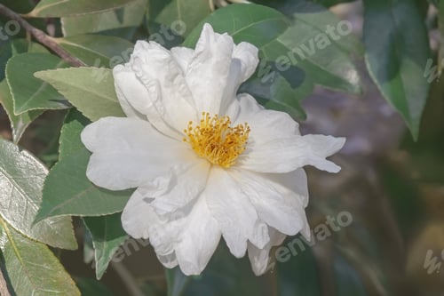 Preview: Elaine Lee Hybrid Camellia (Camellia X Hybrid Elaine Lee). Image Of Single White Flower
