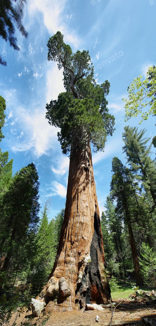 Preview: General Sherman tree in Giant Forest of Sequoia National Park