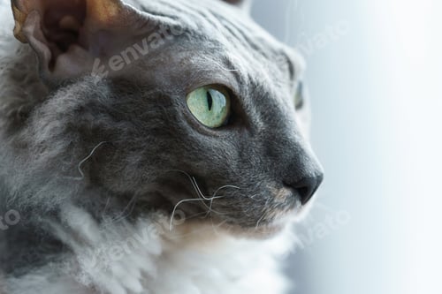 Preview: Portrait of Donskoy Sphynx cat at home