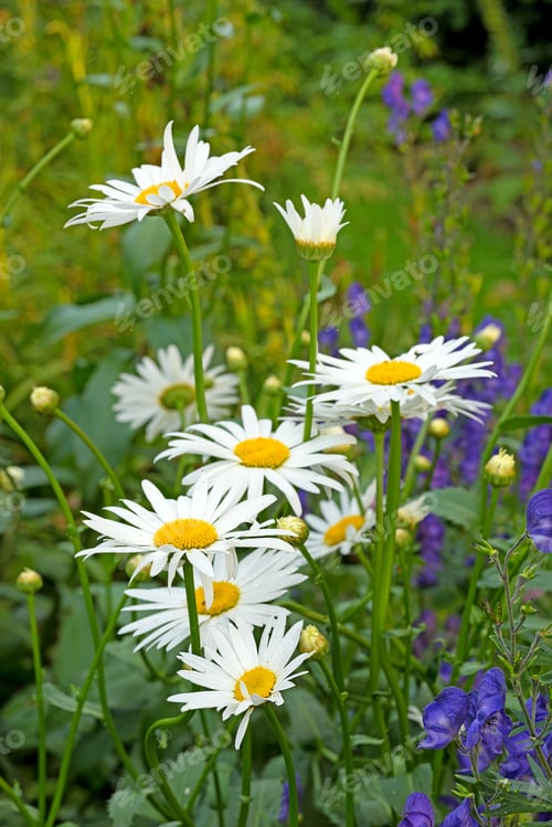 Preview: Daisy - Marguerite