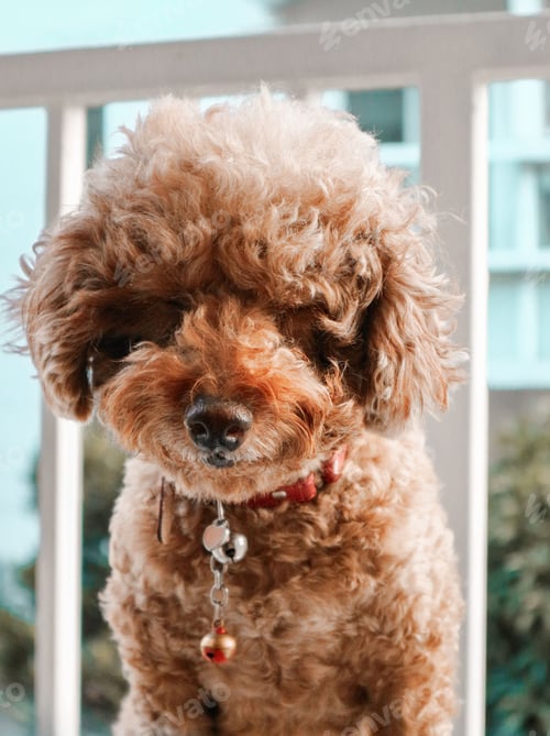 Preview: poodle, dog, puppy, pets, dogs