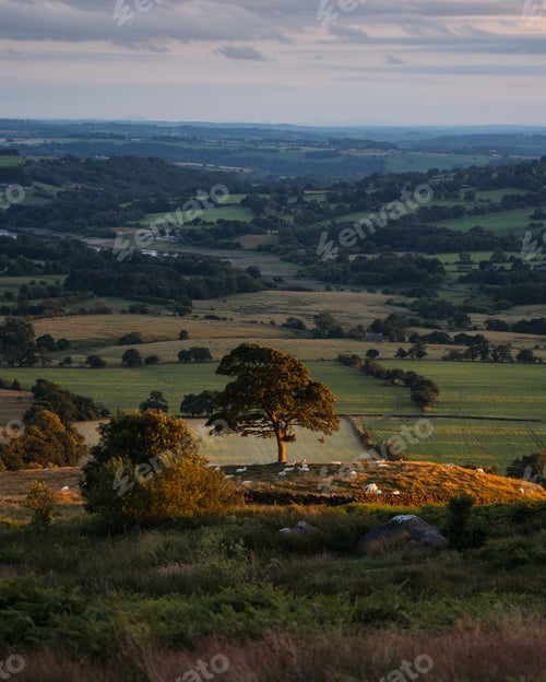 Preview: Vertical shot of a lone tree during sunset and sheep grazing underneath in Staffordshire, England