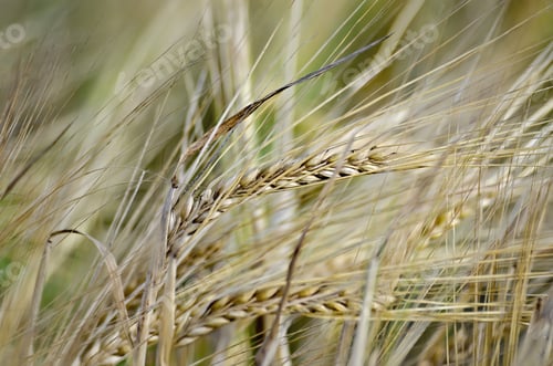 Preview: Bread spikelets on the field