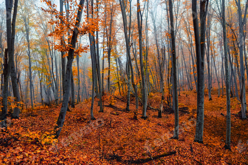 Preview: Fantasy foggy forest trees in the autumn mountains