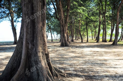 Preview: Rows of the pine trees grow on the beach. Wood and forest on the coast
