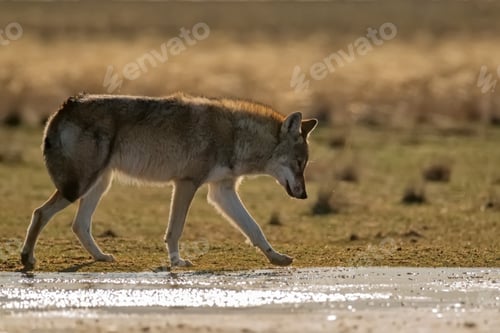 Preview: Eurasian wolf or Canis lupus lupus walks in steppe