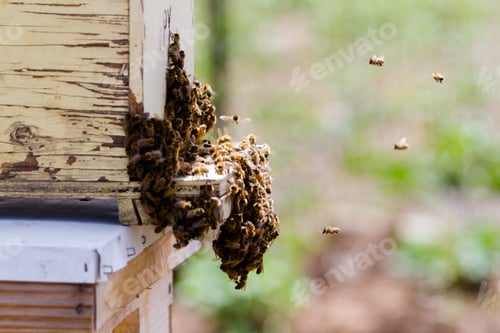 Visualização: Beekeeping