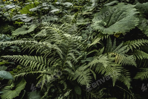 Preview: Tropical plants and ferns growing in the mountains