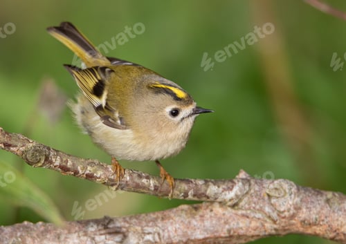 Preview: Closeup shot of a small and cute bird on a branch with blurred background