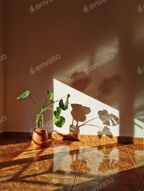 Preview: Green Monstera tropical leaves with sunlight in the empty room