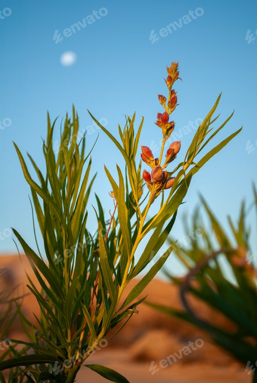 Preview: Closeup shot of desert willow in the High Desert, California