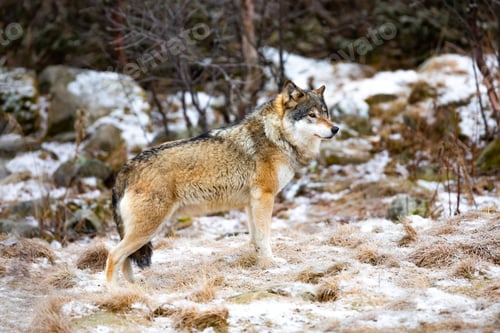 Preview: Beautiful male wolf standing in the forest looking for enemies