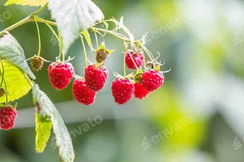 Preview: Close-up of isolated lit by summer sun growing branch of beautiful ripe red juicy raspberries