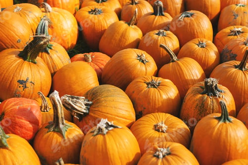 Preview: Pumpkin field with many pumpkins