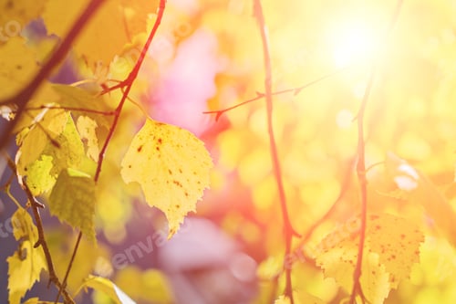Preview: One birch leaf on tree branch on autumn leaves blurred background. Golden autumn season concept