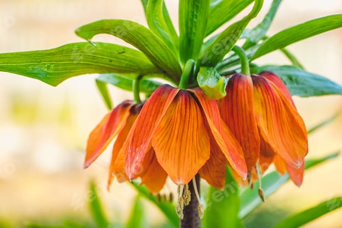 Preview: Orange lilies or imperial crown close-up. Flowering plants Fritillaria imperialis in home garden.