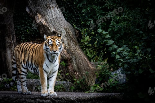Preview: Majestic tiger standing in front of a large tree trunk with dense foliage in the background