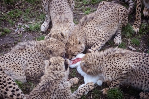 Preview: Closeup of cheetahs sharing a meal in their natural habitat