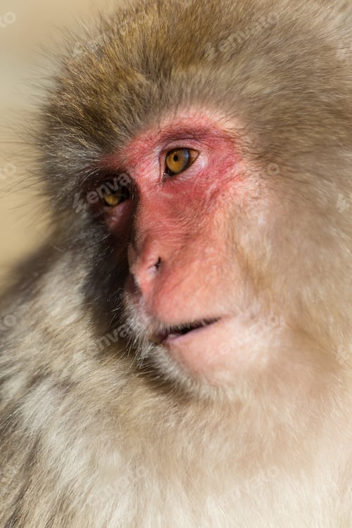 Preview: Monkey