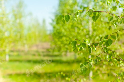 Preview: Bright green leaves in a serene natural setting during daytime in spring season