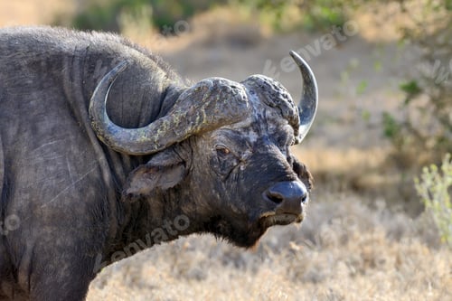 Preview: Wild African buffalo bull