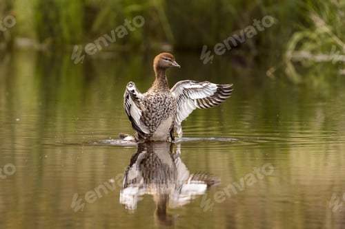 Preview: Closeup of an Australian wood duck, maned goose and swimming in a lake and having reflecting on it