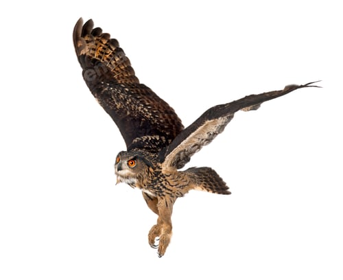 Preview: Eurasian Eagle-Owl, Bubo bubo, 15 years old, flying against white background
