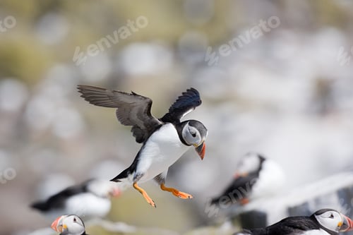 Preview: Atlantic puffin, Farne Islands