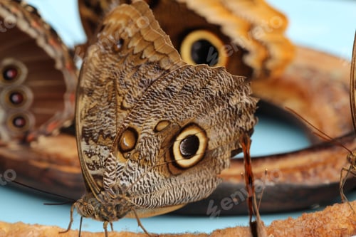 Preview: Butterflies feasting on a breakfast of bananas