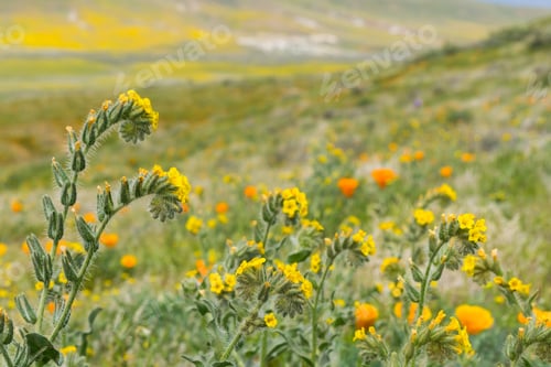 Preview: Close up of Fiddleneck (Amsinckia tesselata) wildflowers blooming on the hills, California