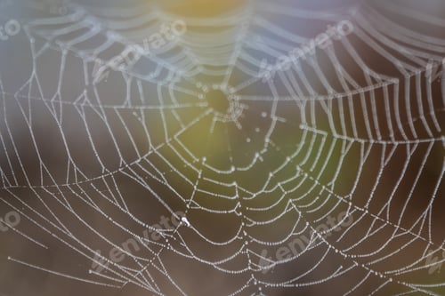 Preview: Macro Closeup of a spider web
