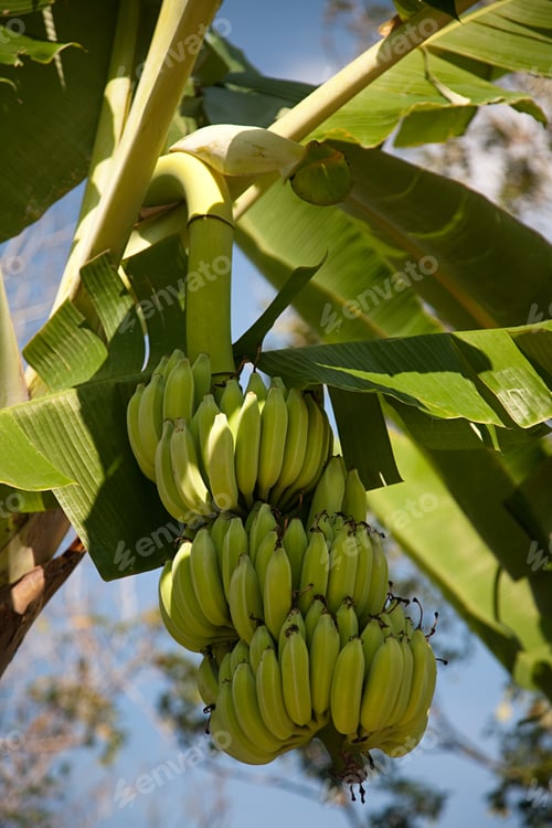 Preview: Banana plant