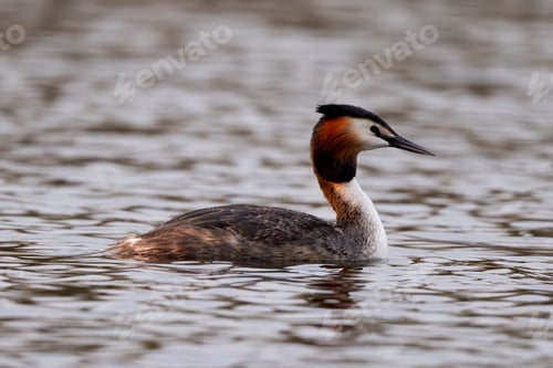 Preview: Great Crested Grebe Bird