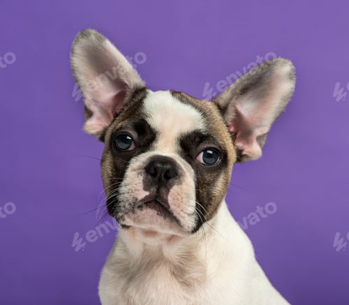 Preview: French Bulldog (3 months old) in front of a purple background