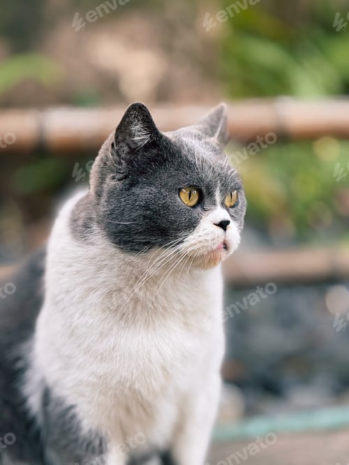 Preview: A cat