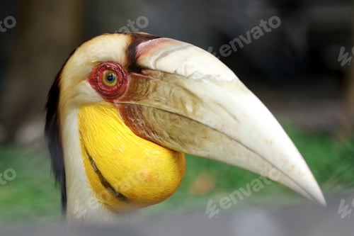 Preview: Hornbill Head With Yellow Neck