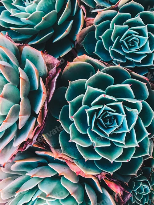 Preview: Succulent plants background