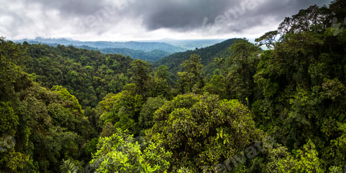 Preview: Choco Rainforest, Ecuador. This area of jungle is the Mashpi Cloud Forest in the Pichincha Province