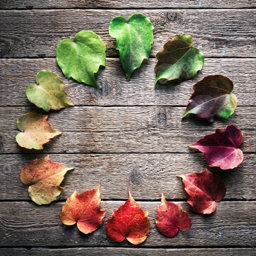 Preview: The multicolored leaves on a wooden background