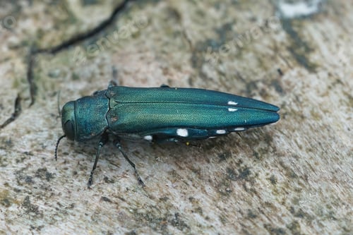 Preview: Closeup shot of green spotted oak buprestid or oak splendour beetle , Agrilus biguttatus