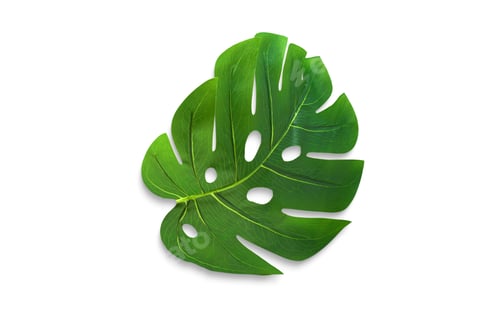 Preview: Monstera leaf isolated in an empty background, concept for design