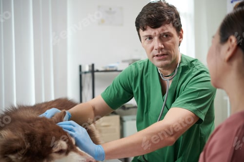 Preview: Veterinarian Palpating Dog