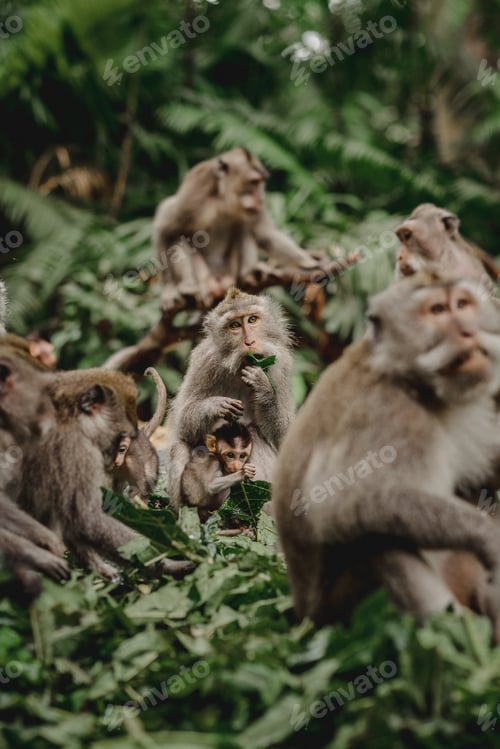 Preview: Monkeys in Ubud Monkey Forest, Bali