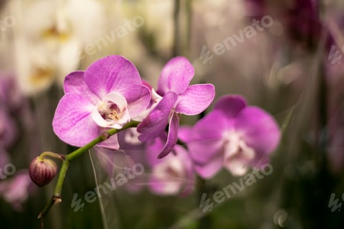 Preview: orchid flowers in the store